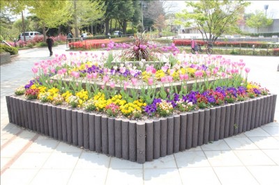 保土ヶ谷公園噴水広場前の花壇・チューリップが綺麗