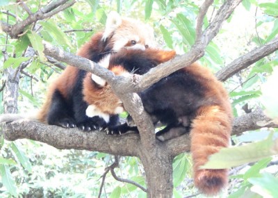 野毛山動物園レッサーパンダ