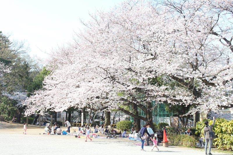 多摩川台公園のさくら並木