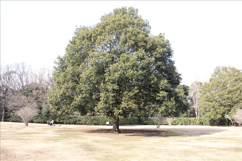 古代芝生広場の大きな木