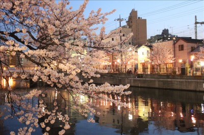 大岡川に映るネオンと桜