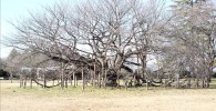 小金井公園の大島桜