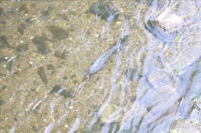綾南公園隣の川を泳ぐ鯉